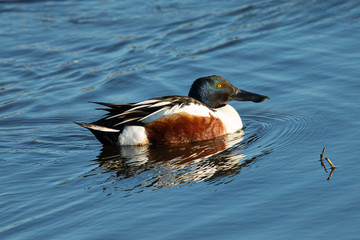 Northern Shoveler, seen in the wild in North California