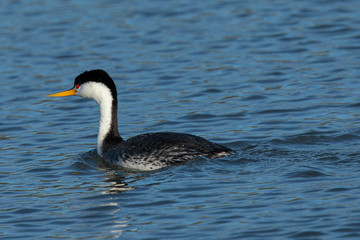 Western grebe, seen in a North California marsh