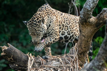 Wild Jaguar licking his paw on a dead tree, with a smooth dark background; photographed in Pantanal, Brasil