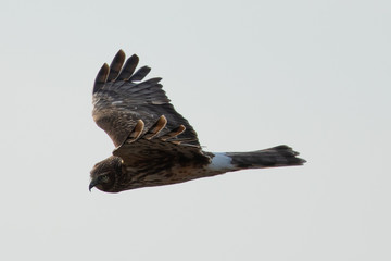 Extremely close view of a male hen harrier gliding while hunting, seen in the wild in North California