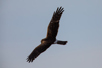 Extremely close view of a male hen harrier gliding while hunting, seen in the wild in North California