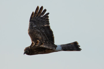 Extremely close view of a male hen harrier gliding while hunting, seen in the wild in North California