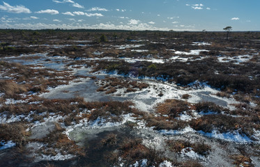 Aerial view, raised bog in early spring, some pools are still frozen, some are already open and reflect the sky and bonsai size pine trees. Bright day, blue sky and white clouds. Endla Nature reserve.