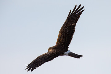 Fototapeta premium Extremely close view of a male hen harrier gliding while hunting, seen in the wild in North California