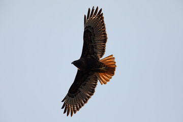 Very close view of a red-tailed hawk flying in beautiful light, seen in the wild in  North California 