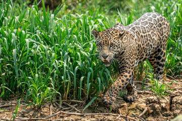 Wild Jaguar walking in high grass in Pantanal, Brazil.
