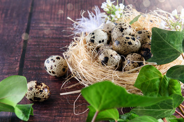 Easter quail spotted eggs in the hay nest on the wooden background. Green, sun lights and bokeh.