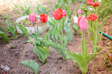 field flowers tulips. Spring background. Beautiful meadow/Beautiful nature scene with blooming tulips.