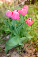 field flowers pink tulips. Spring background. Beautiful meadow/Beautiful nature scene with pink blooming tulips.
