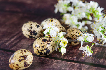 Obraz premium Quail spotted eggs and a branch of fruit blooming tree closeup on the wooden background. Dark mode, depth, dark texture.