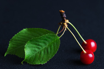 Cherry berries ripe and not ripe with dimming background