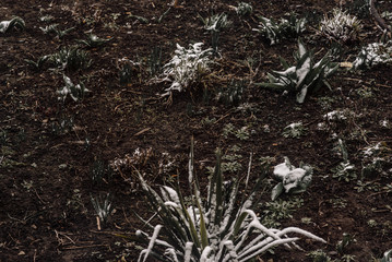young plants in the garden