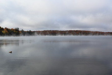 morning mist on the lake