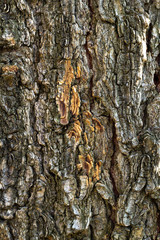 tree bark with green moss. Grunge wooden texture.Embossed bark of oak