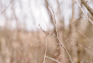 dry grass on a background