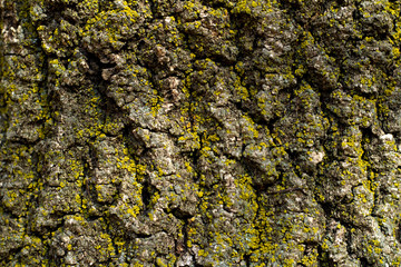 tree bark with green moss. Grunge wooden texture.Embossed bark of oak