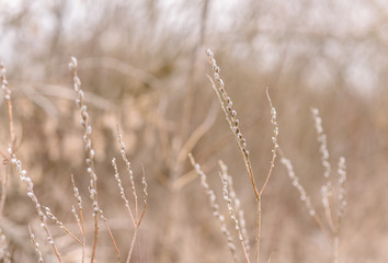 Fototapeta premium pole pszenicy