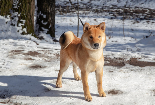 Shiba Inu in a Moscow park