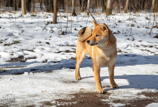 Shiba Inu in a Moscow park