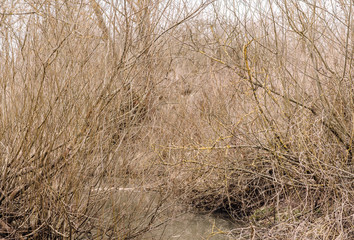 dry grass on a background
