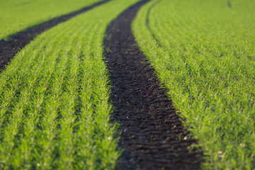 saftig grünes frisch einsähtes weizenfeld mit braunen traktorspuren  zum horizont landwirtschaft