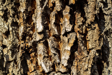 tree bark with green moss. Grunge wooden texture.Embossed bark of oak
