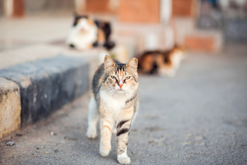 Homeless cute cats on the street. Animal protection concept