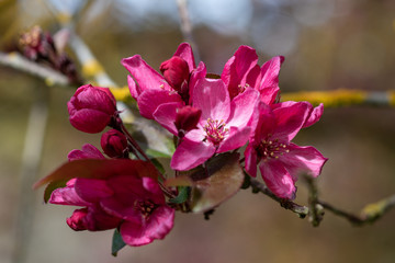 Blooming flowers of Malus × moerlandsii Liset