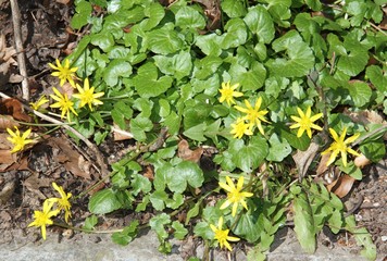 Erste kleine Frühlingsblumen am Wegesrand - 332256740