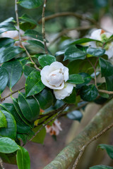 A flower of white camellia japonica Elizabeth
