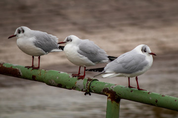Seagull bird by the Bodensee lake in Konstanz in Germany