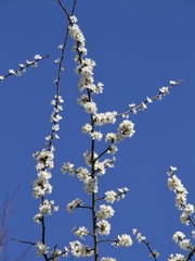 Weiße Kirschblüten  am Ast vor strahlend blauem Himmel - 332256784