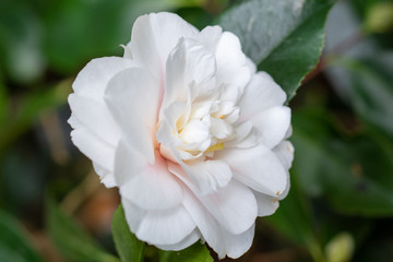 Flower of white camellia japonica Shiro chan
