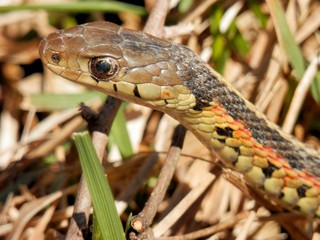 Garter snake found in Illinois