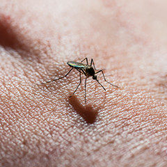 Dangerous Zika Infected Mosquito Bite on Green Background. Leishmaniasis, Encephalitis, Yellow Fever, Dengue, Malaria Disease, Mayaro, EEEV or Zika Virus Infectious Culex Parasite Insect Macro.