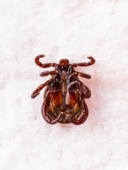 Lyme Disease Infected Tick Insect on White. Encephalitis Virus or Lyme Borreliosis Disease Infectious Dermacentor Tick Arachnid Parasite Macro.