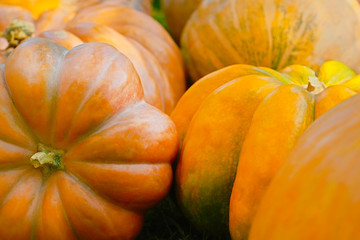 Pile of pumpkins background. Autumn harvest concept