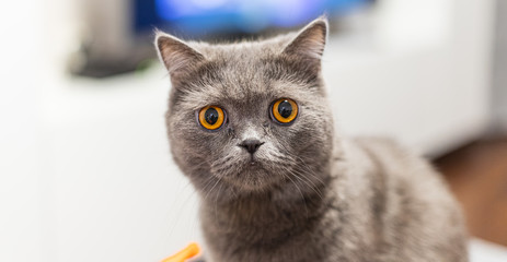 Portrait of a grey cat with amber eyes on blue background
