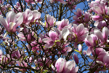 Magnolia tree blossomed. Full canopy of pink flowers