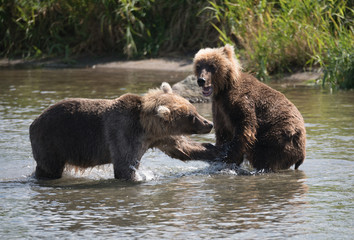 Ruling the landscape, brown bears of Kamchatka
