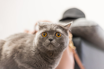 Portrait of a grey cat with amber eyes on blue background