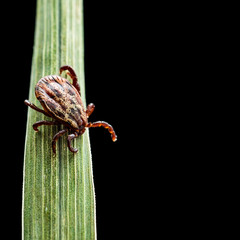 Encephalitis Tick Insect Crawling on Green Grass Isolated on Black. Encephalitis Virus or Lyme Borreliosis Disease Infectious Dermacentor Tick Arachnid Parasite Macro.
