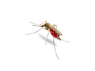 Dangerous Malaria Infected Mosquito Isolated on White, Leishmaniasis, Encephalitis, Yellow Fever, Dengue Disease, Mayaro, Zika, EEEV or EEE Virus Infectious Culex Mosquito Parasite Insect Macro