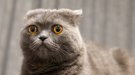 Portrait of a grey cat with amber eyes on blue background