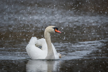 Swan swimming on a lake in a snow storm