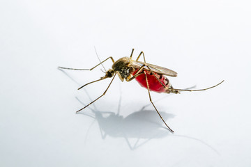 Infected Culex Mosquito on White Background, Leishmaniasis, Encephalitis, Yellow Fever, Mayaro Disease, Malaria, Zika, EEEV or EEE Virus Infectious Mosquito Parasite Insect Macro - obrazy, fototapety, plakaty