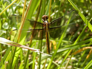 Dragonfly hiding in blades of grass