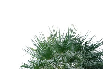 Tropical palm plant with leaves branches on white isolated background for green foliage backdrop 