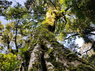 Fototapeta premium Old tree on ancient forest