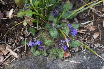 Ajuga decumbens (Creeping bugleweed) is a perennial Lamiaceae that grows on the roadside and whose stems crawl on the ground. In the spring, beautiful flowers with deep purple lips bloom and are also 
